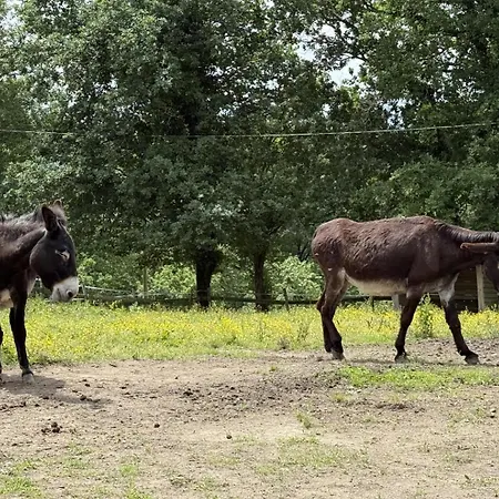 De L'asinerie De Pierretoun La Bastide-Clairence